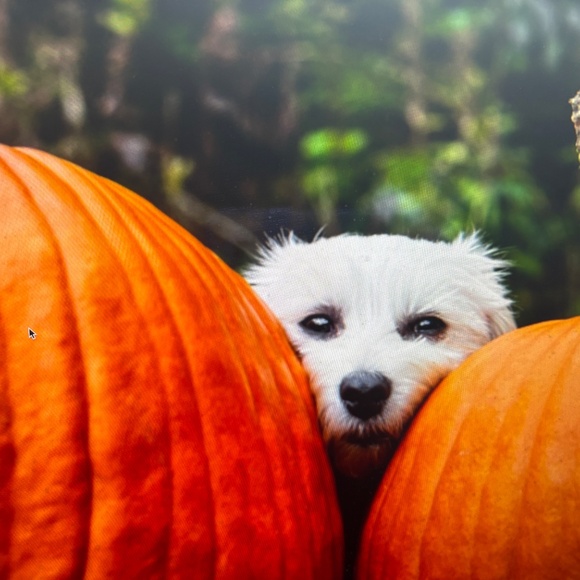 AMERIBAG-NWT$79.99 healthy for your back BAG CO - 64 YEARS IN BEVERLY HILLS CA - Picture 10 of 14